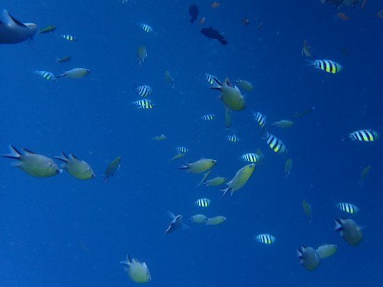 USS Liberty Shipwreck